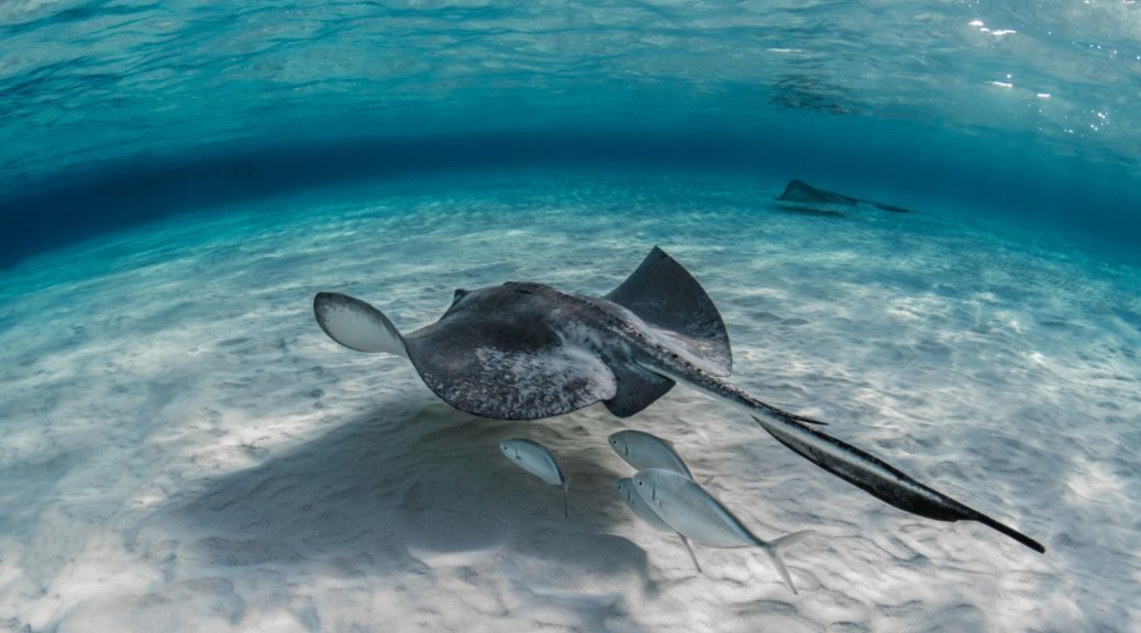 Faune des Maldives : un paradis pour les amateurs de nature et de plongée