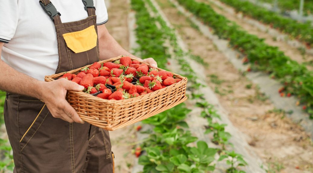 Acheter local : découvrez les fraises de Bayonne !