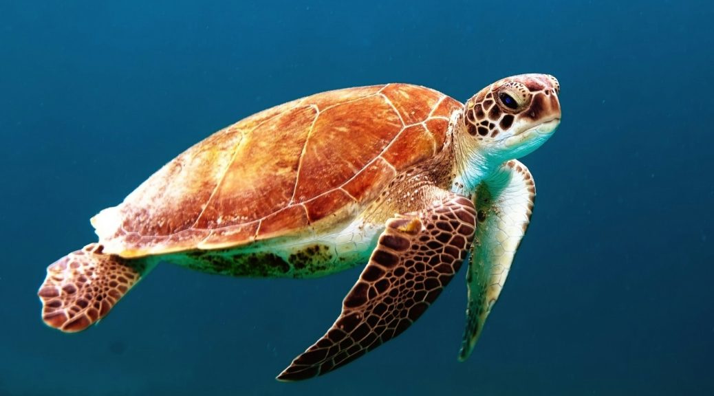 Découverte de la faune unique des Seychelles