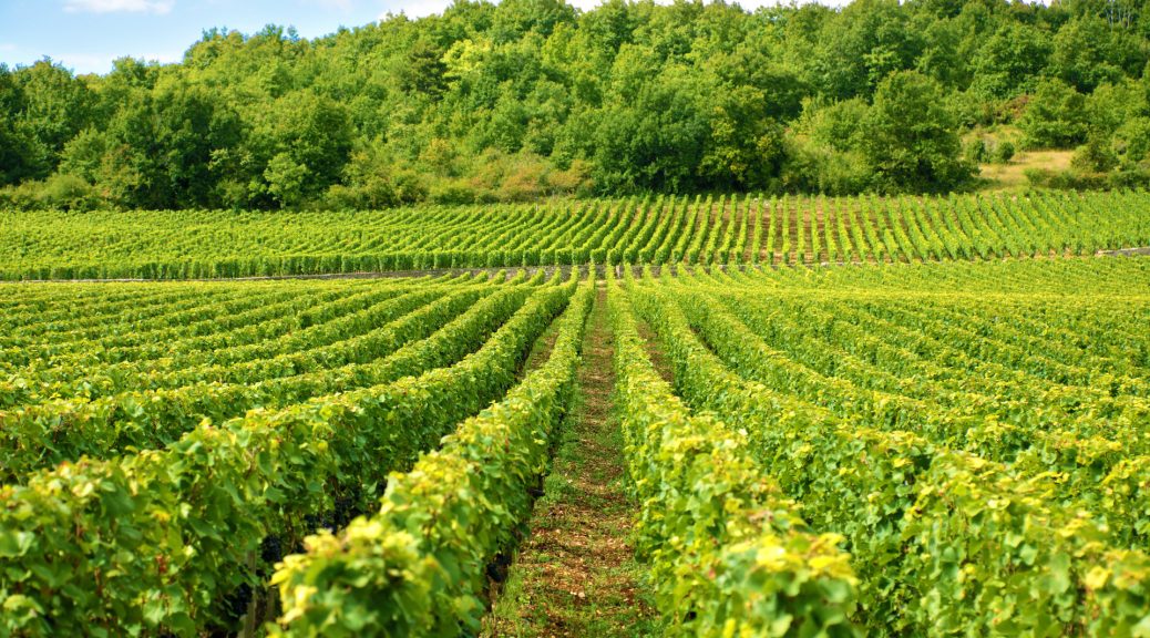Pourquoi les vins des vignobles des Cabottes séduisent les amateurs ?